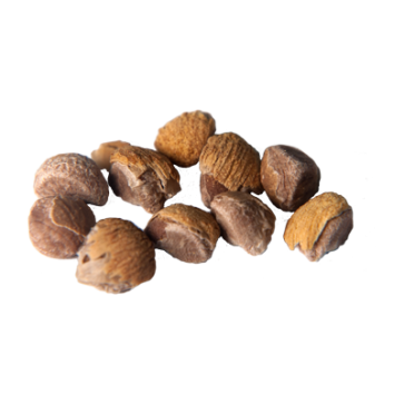 Hawaiian Baby Woodrose | Argyreia nervosa | 10 Seeds