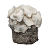 Jack Frost — Ready-to-Grow Bag XL — Cloud920®