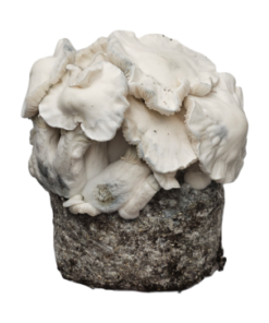 Jack Frost — Ready-to-Grow Bag XL — Cloud920®