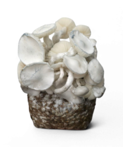 Jedi Mind Fuck Leucistic — Ready-to-Grow Bag XL — Cloud920®