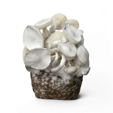 Jedi Mind Fuck Leucistic — Ready-to-Grow Bag XL — Cloud920®