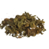 Klip Dagga | Leonotis nepetifolia | 50 Grams