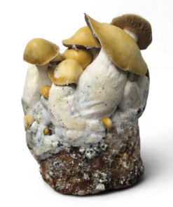 Mac Galactic Mushrooms | Cloud920® Hybrid Genetics