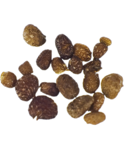 Mapacho seeds | Nicotiana Rustica | 20 Seeds