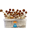 Mazatapec Grow Kit 1200 ml – GetMagic® | Magic Mushroom Kit
