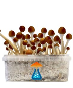 Mazatapec Grow Kit 1200 ml – GetMagic® | Magic Mushroom Kit