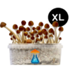 Mazatapec Grow Kit XL 2100 ml – GetMagic® | Magic Mushroom Kit