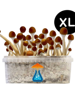 Mazatapec Grow Kit XL 2100 ml – GetMagic® | Magic Mushroom Kit