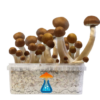 McKennaii Grow Kit 1200 ml – GetMagic® | Magic Mushroom Kit