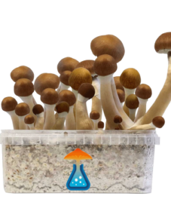 McKennaii Grow Kit 1200 ml – GetMagic® | Magic Mushroom Kit