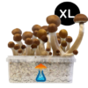 McKennaii Grow Kit XL 2100 ml – GetMagic® | Magic Mushroom Kit