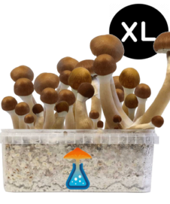 McKennaii Grow Kit XL 2100 ml – GetMagic® | Magic Mushroom Kit