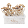 McKennaii Magic Mushroom Grow Kit — FreshMushrooms®