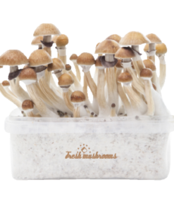 McKennaii Magic Mushroom Grow Kit — FreshMushrooms®