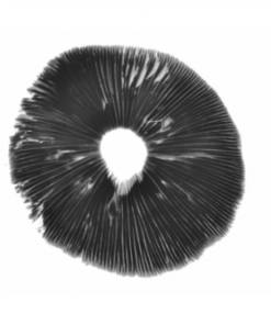 McKennaii Spore Print