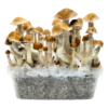 McKennaii — Classic Grow Kit XL — Cloud920®