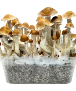 McKennaii — Classic Grow Kit XL — Cloud920®