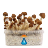 Mexican Grow Kit 1200 ml – GetMagic® | Magic Mushroom Kit