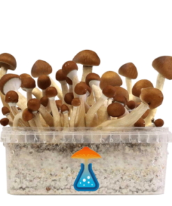 Mexican Grow Kit 1200 ml – GetMagic® | Magic Mushroom Kit