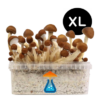 Mexican Grow Kit XL 2100 ml – GetMagic® | Magic Mushroom Kit
