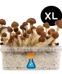 Mexican Grow Kit XL 2100 ml – GetMagic® | Magic Mushroom Kit