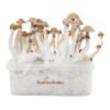Mexican Magic Mushroom Grow Kit — FreshMushrooms®