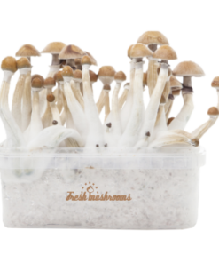 Mexican Magic Mushroom Grow Kit — FreshMushrooms®