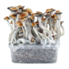 PES Amazon — Classic Grow Kit XL — Cloud920®