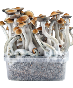 PES Amazon — Classic Grow Kit XL — Cloud920®