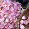 Pink Lotus | Nelumbo nucifera | 20 grams