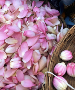 Pink Lotus | Nelumbo nucifera | 20 grams