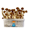 Thai Grow Kit 1200 ml – GetMagic® | Magic Mushroom Kit