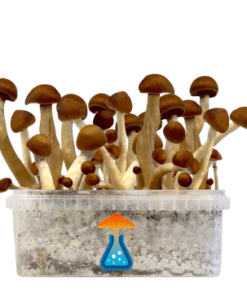 Thai Grow Kit 1200 ml – GetMagic® | Magic Mushroom Kit