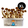 Thai Grow Kit XL 2100 ml – GetMagic® | Magic Mushroom Kit