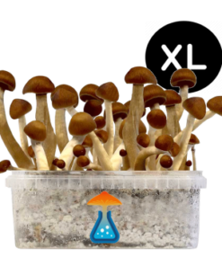 Thai Grow Kit XL 2100 ml – GetMagic® | Magic Mushroom Kit