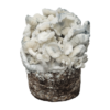 True Albino Teacher — Ready-to-Grow Bag XL — Cloud920®