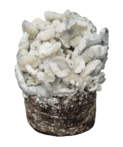True Albino Teacher — Ready-to-Grow Bag XL — Cloud920®