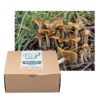 Wavy Caps Outdoor Grow Kit