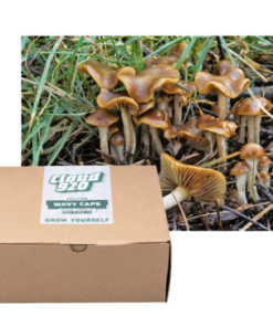Wavy Caps Outdoor Grow Kit