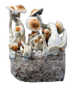 Yellow Umbo — Ready-to-Grow Bag XL — Cloud920®