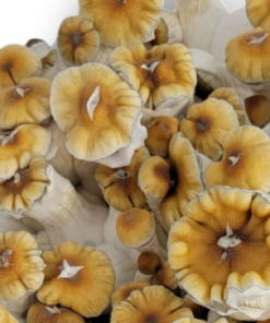 Hillbilly Pumpkin Liquid Culture - Cloud920