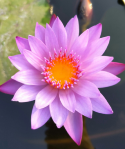 Pink Lotus | Nelumbo nucifera | 20 grams